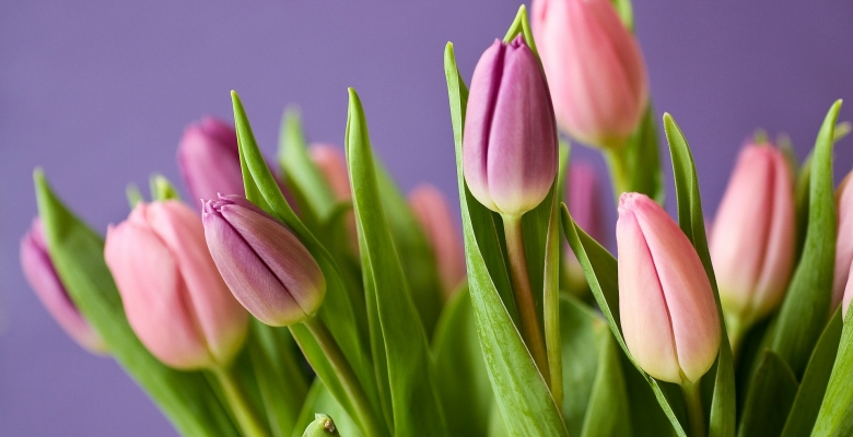 spring flowers
